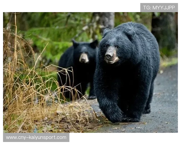 俄罗斯女子遭黑熊袭击当场死亡，俄罗斯男子被黑熊袭击